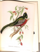 Exotische Vogel 06/24